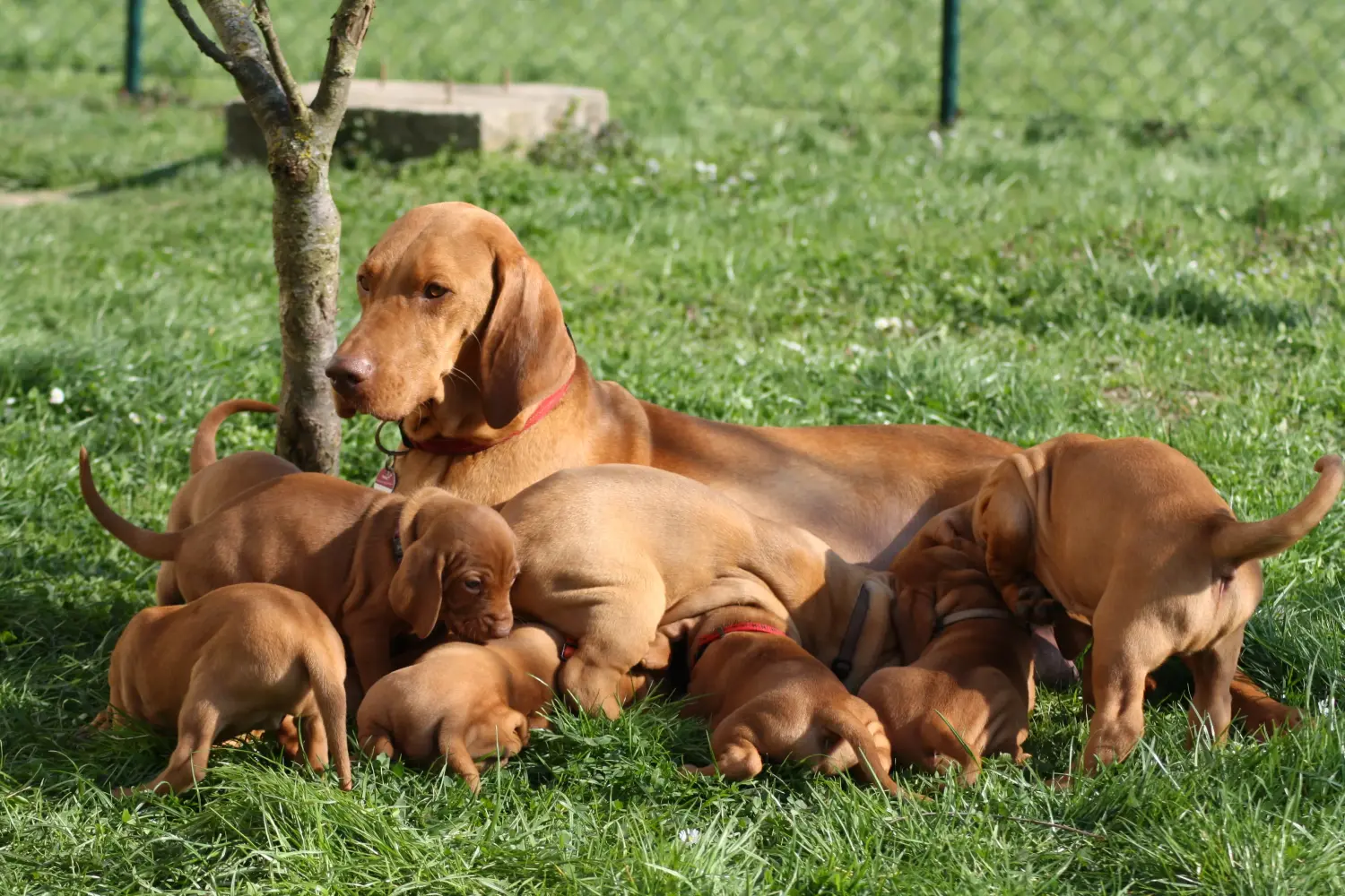 Magyar vizsla kölyökkutya vásárlása felelősségvállalást jelent! Magyar Vizsla kölyökkutyák vásárlása.