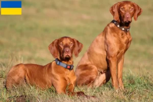 Read more about the article Magyar Vizsla tenyésztők és kölykök Ukrajnában