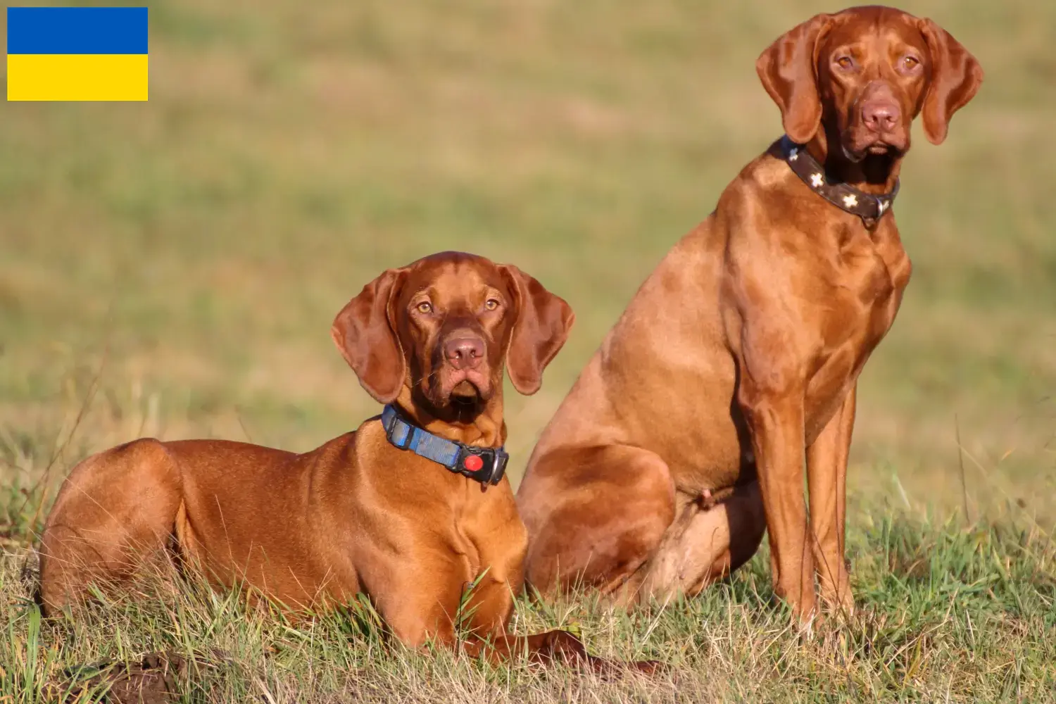 Magyar Vizsla kölykök és tenyésztők Ukrajna Itt megtalálja az ukrajnai magyar vizsla tenyésztőket.