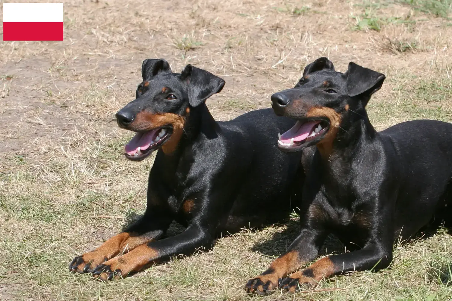 Manchester terrier kiskutyák és tenyésztők Lengyelország Lengyelországi Manchester terrier tenyésztőket itt találsz.