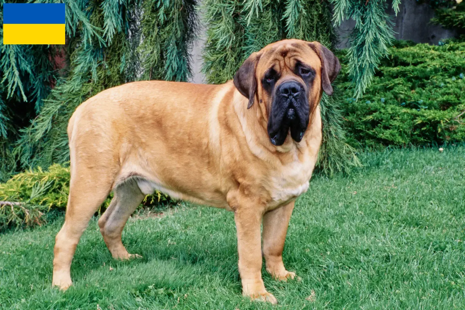 Mastiff kölykök és tenyésztők Ukrajna Itt megtalálja a masztiff tenyésztőket Ukrajnában.