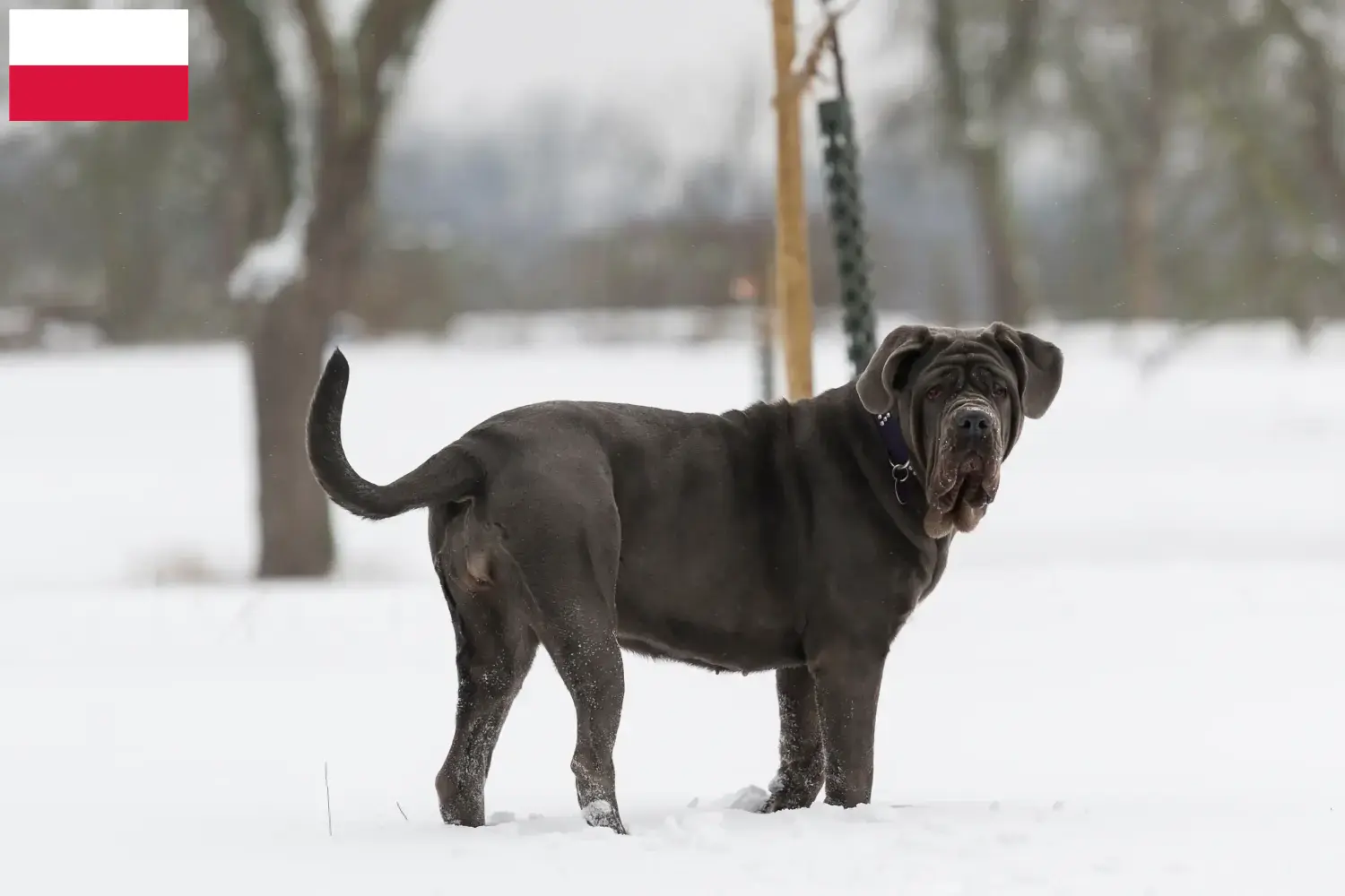 Mastino Napoletano kiskutyák és tenyésztők Lengyelország Itt találhat Mastino Napoletanos tenyésztőket Lengyelországban.