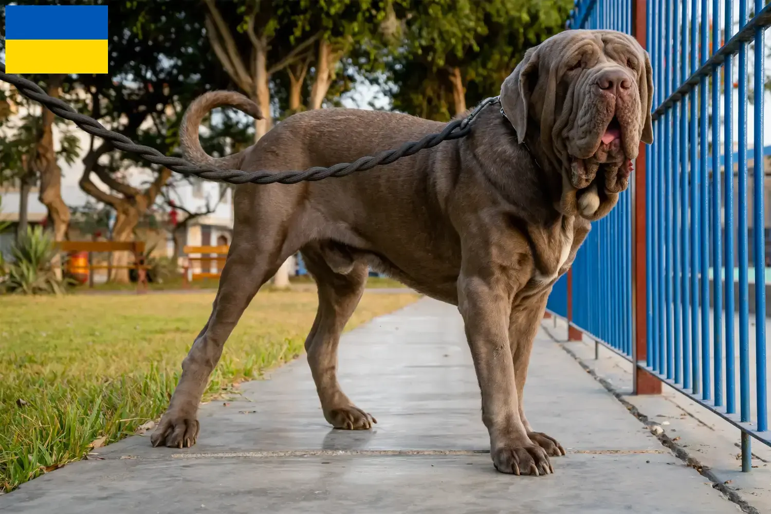 Read more about the article Mastino Napoletano tenyésztők és kölykök Ukrajnában