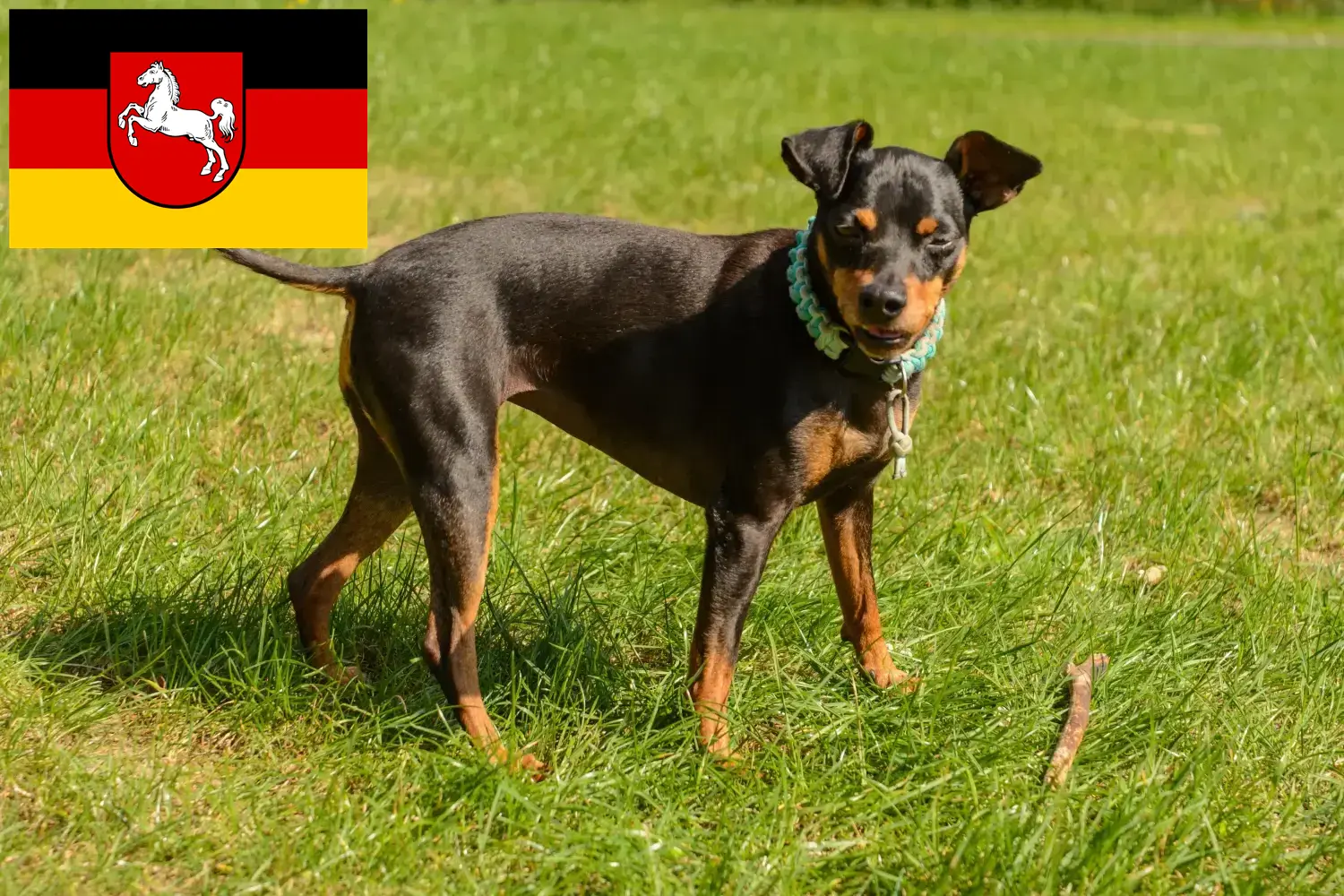 Törpe Pinscher kiskutyák és tenyésztő Alsó-Szászországban Itt találhat miniatűr pinscher tenyésztőket Alsó-Szászországban.