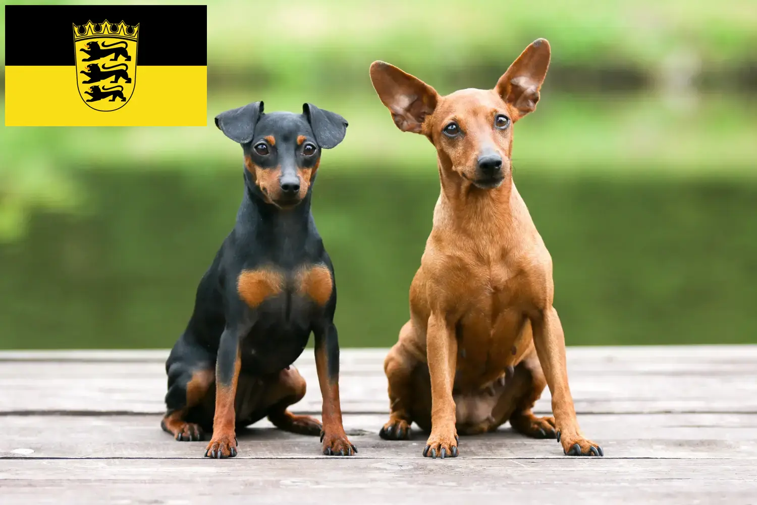 Törpe Pinscher kölykök és tenyésztők Baden-Württemberg Itt találhat miniatűr pinscher tenyésztőket Baden-Württembergben.