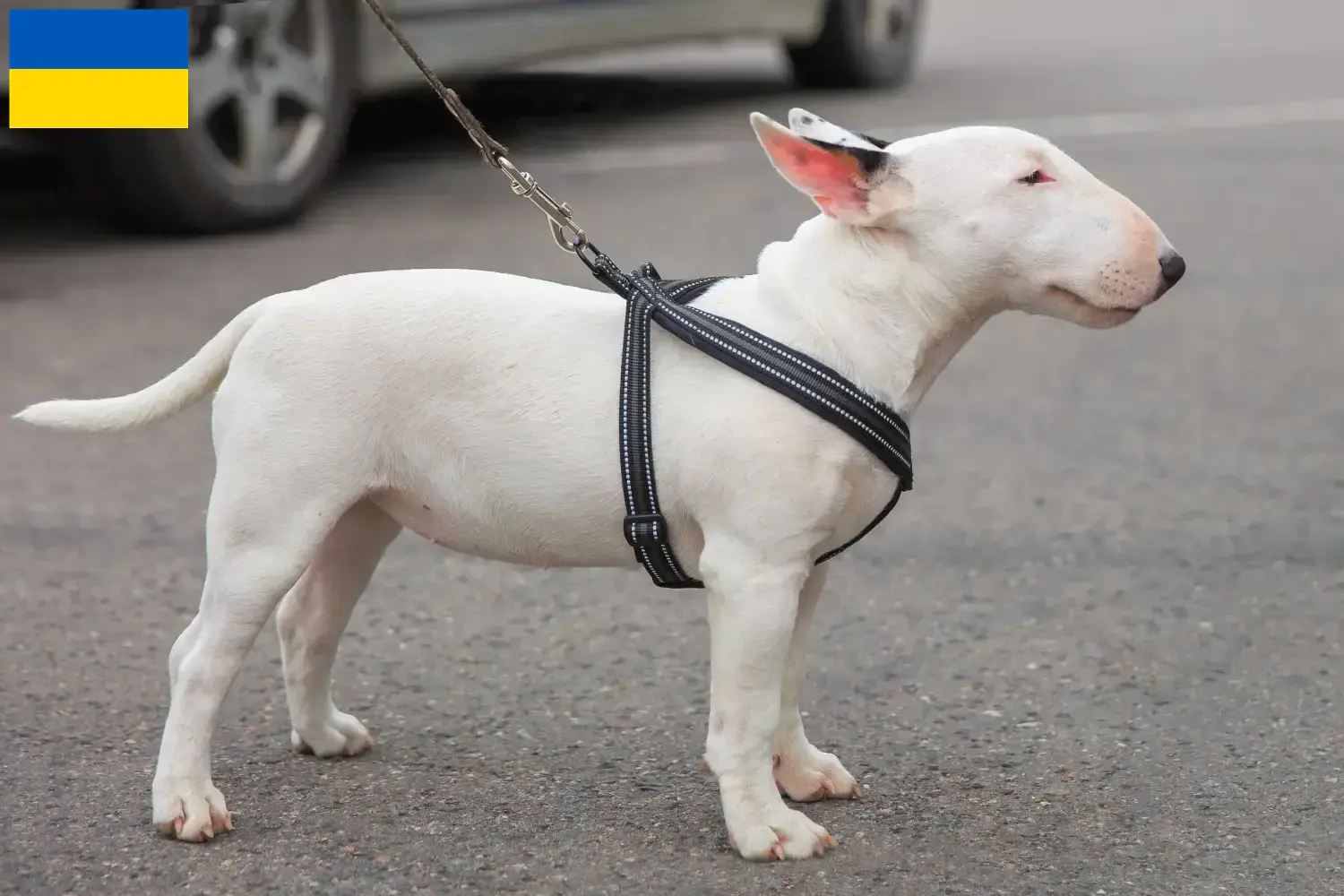 Miniature Bull Terrier kölykök és tenyésztők Ukrajna Itt találhat miniatűr bullterrier tenyésztőket Ukrajnában.