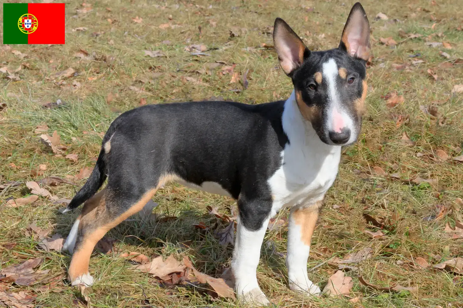 Miniature Bull Terrier kölykök és tenyésztők Portugália Keress miniatűr bullterrier tenyésztőket Portugália területén.