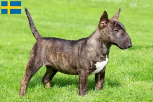 Read more about the article Miniature Bull Terrier tenyésztők és kölykök Svédországban