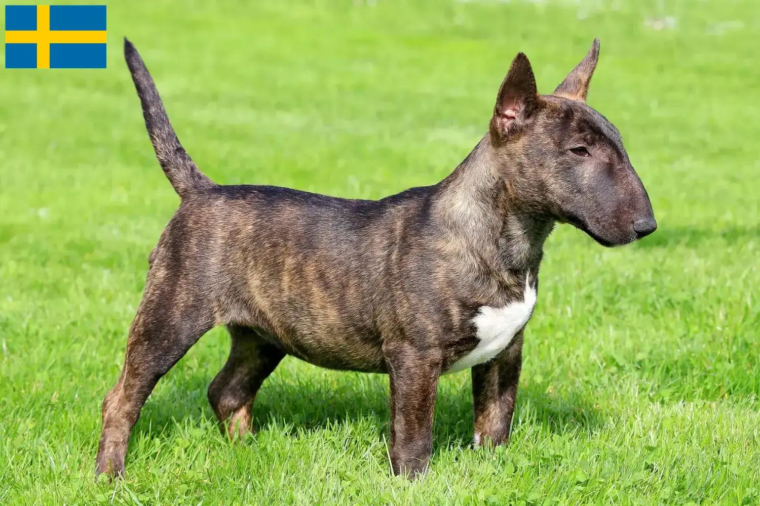 Miniature Bull Terrier kölykök és tenyésztők Svédországban Miniature Bull Terrier tenyésztők keresése Svédországban.