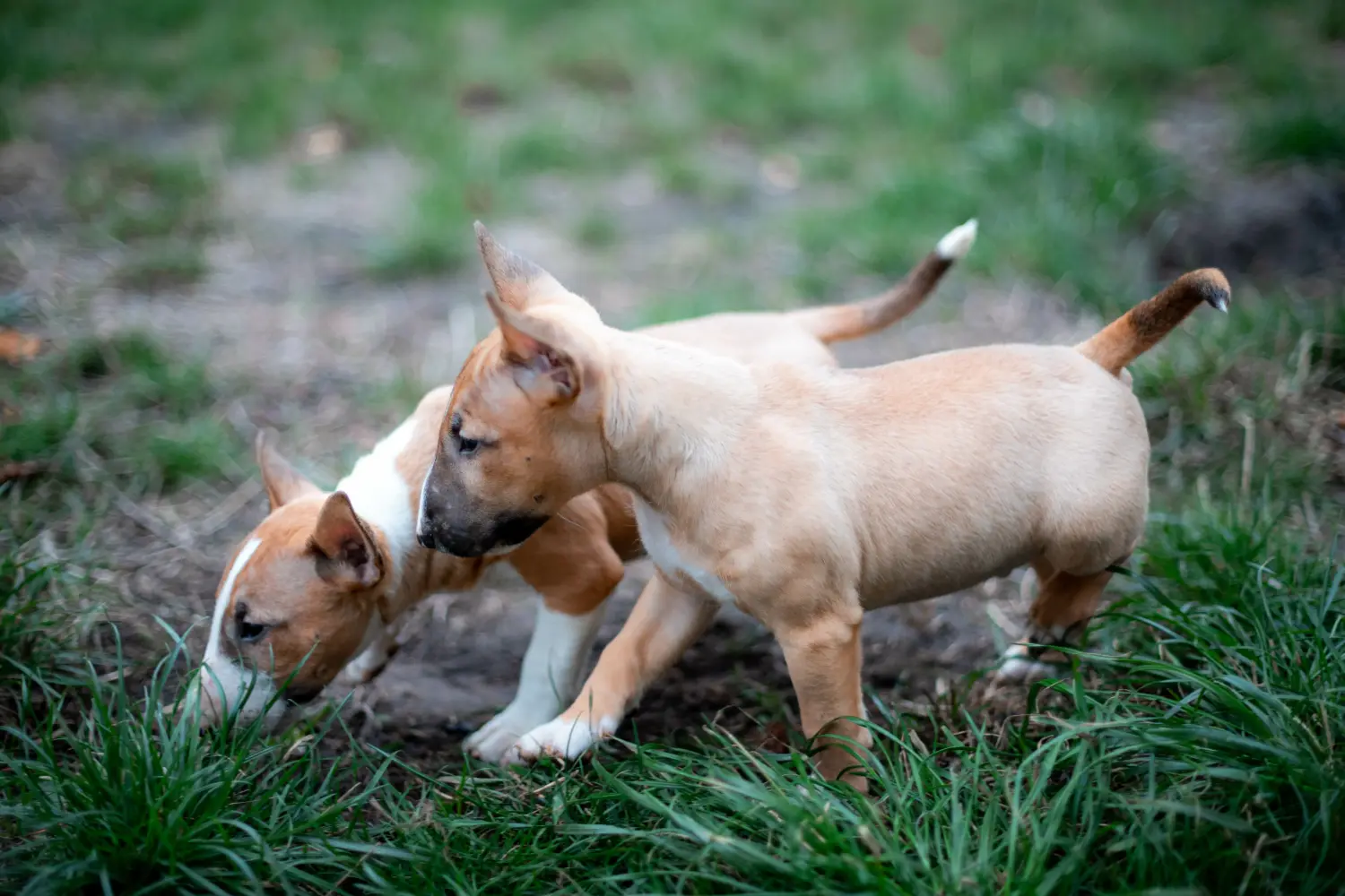 Egy miniatűr bullterrier kölyökkutya megvásárlása felelősségvállalást jelent! Vásároljon miniatűr bullterrier kiskutyákat.