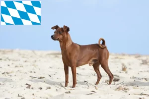 Read more about the article Miniatűr pinscher tenyésztők és kiskutyák Bajorországban