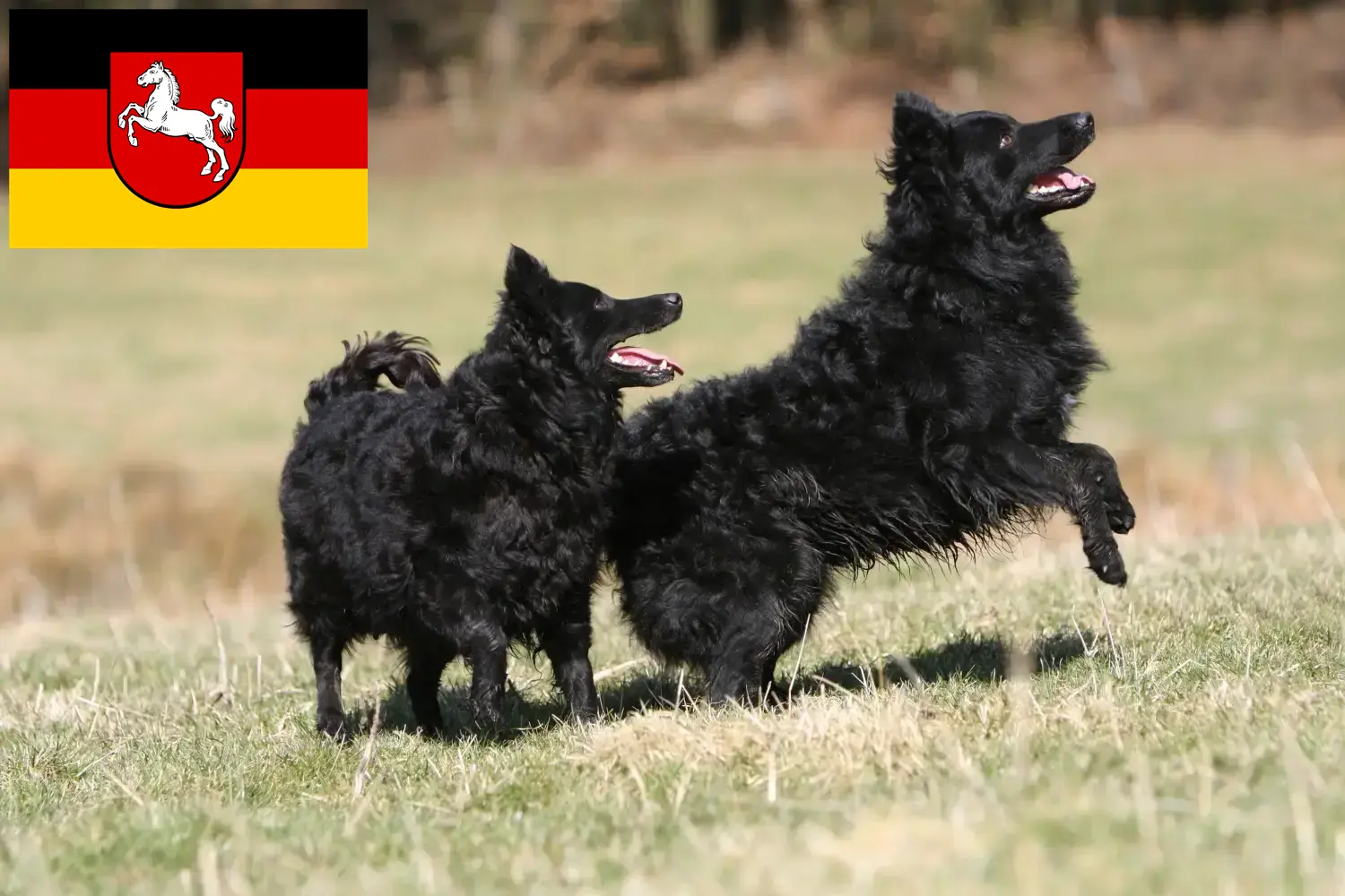 Mudi kiskutyák és tenyésztő Alsó-Szászország Itt találhat Mudi tenyésztőket Alsó-Szászországban.