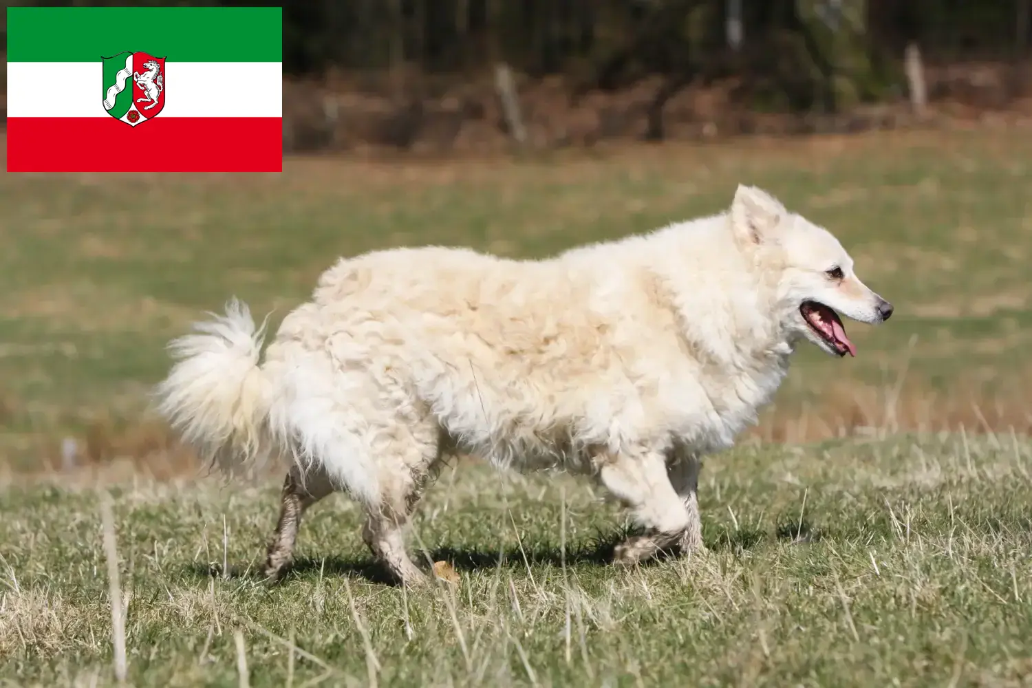 Mudi kiskutyák és tenyésztők Észak-Rajna-Vesztfália Itt talál Mudi tenyésztőket Észak-Rajna-Vesztfália területén.