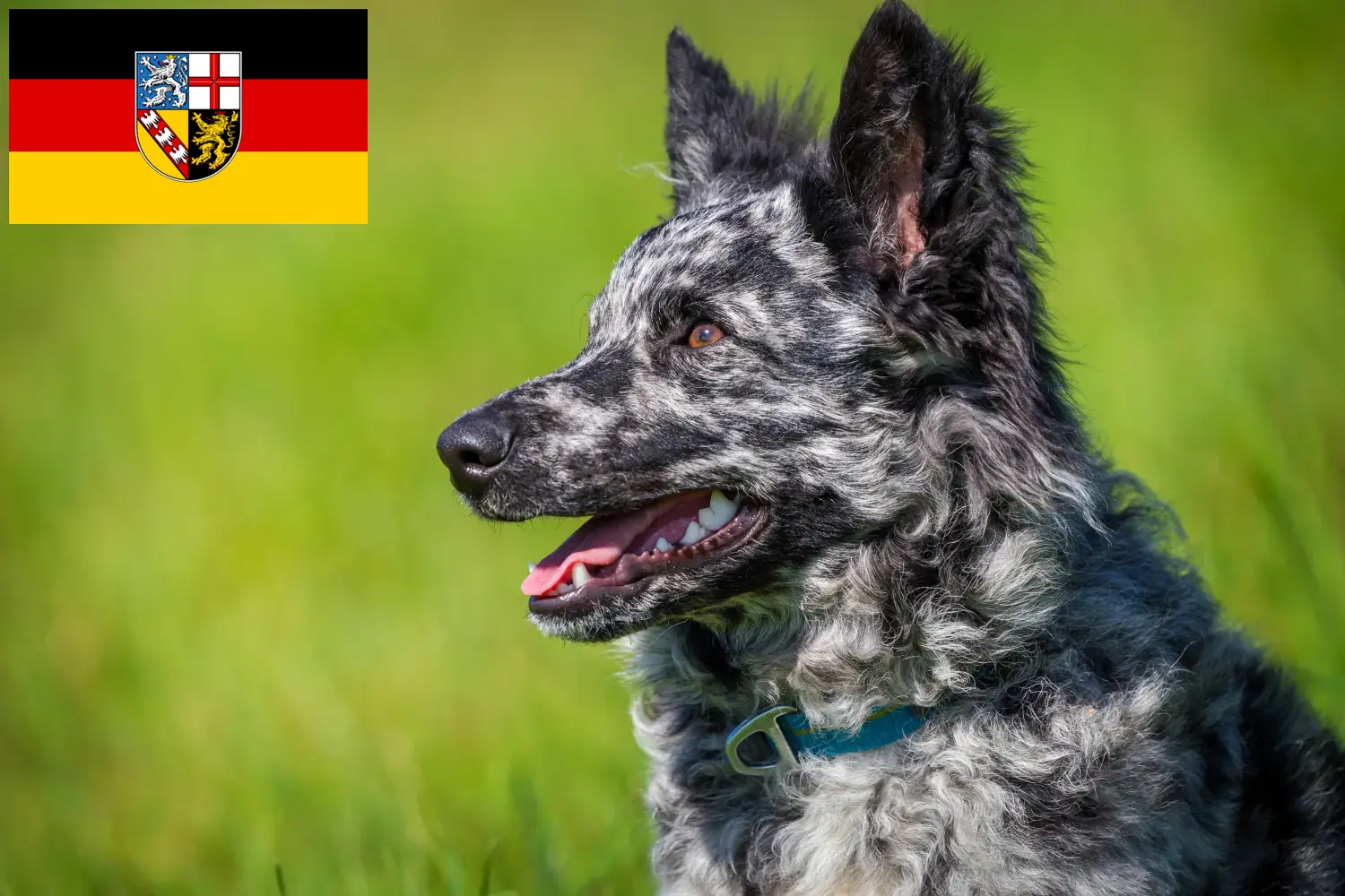 Mudi kiskutyák és tenyésztő Saarland Itt megtalálja a Mudi tenyésztőit Saar-vidéken.