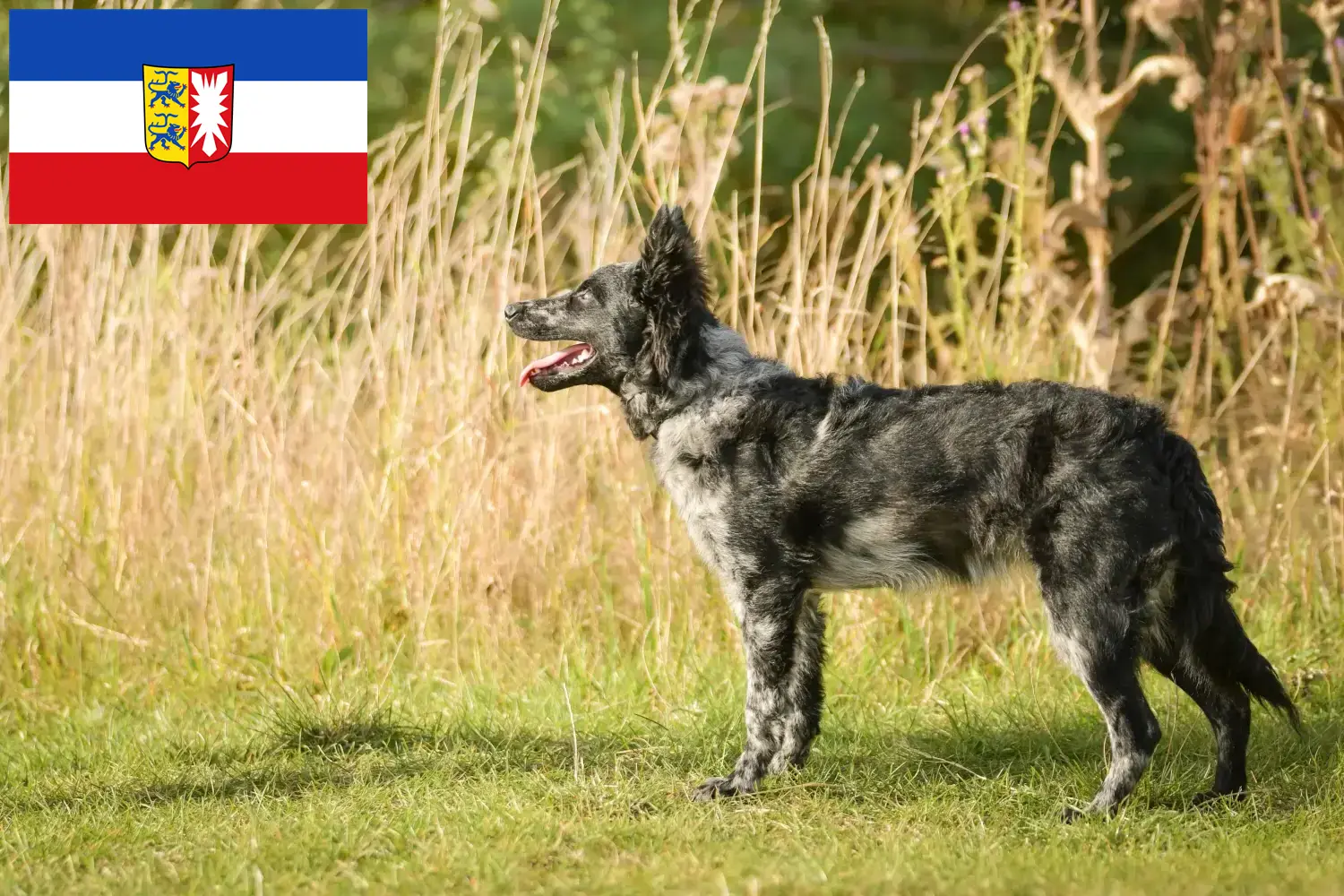 Mudi kölyökkutyák és tenyésztők Schleswig-Holstein Itt talál Mudi tenyésztőket Schleswig-Holsteinben.
