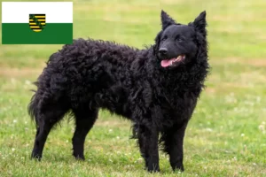 Read more about the article Mudi tenyésztők és kölykök Szászországban