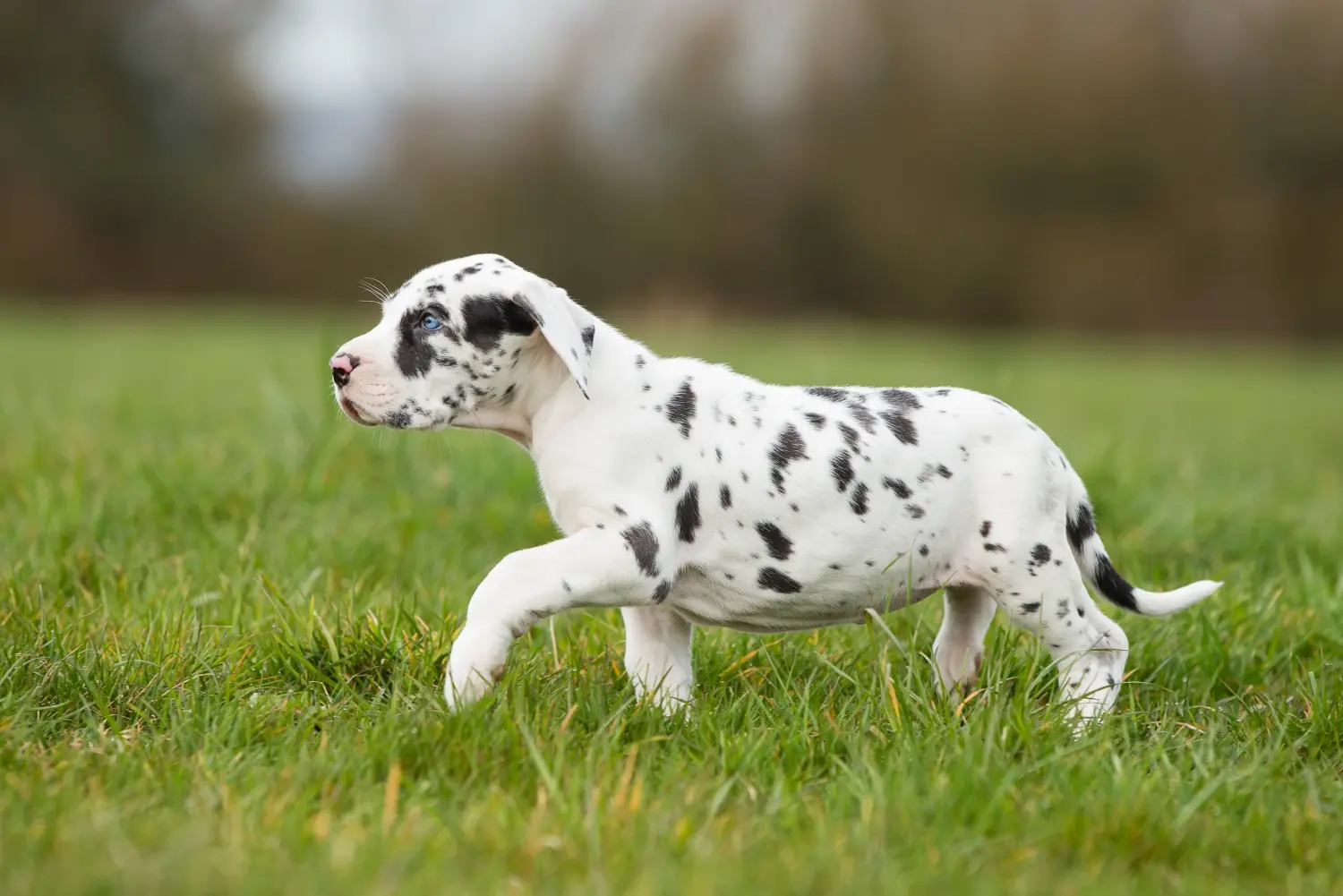 Egy dán dog kölyökkutya megvásárlása felelősségvállalást jelent! Vásároljon dán dog kölyökkutyákat.