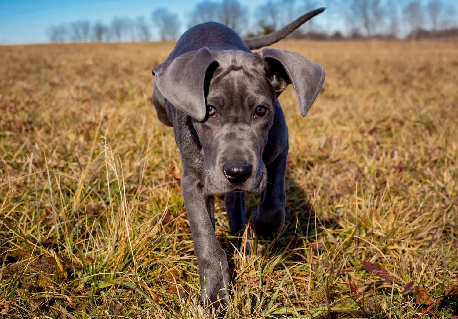Egy dán dog kölyökkutya megvásárlása felelősségvállalást jelent! Vásároljon dán dog kölyökkutyákat.