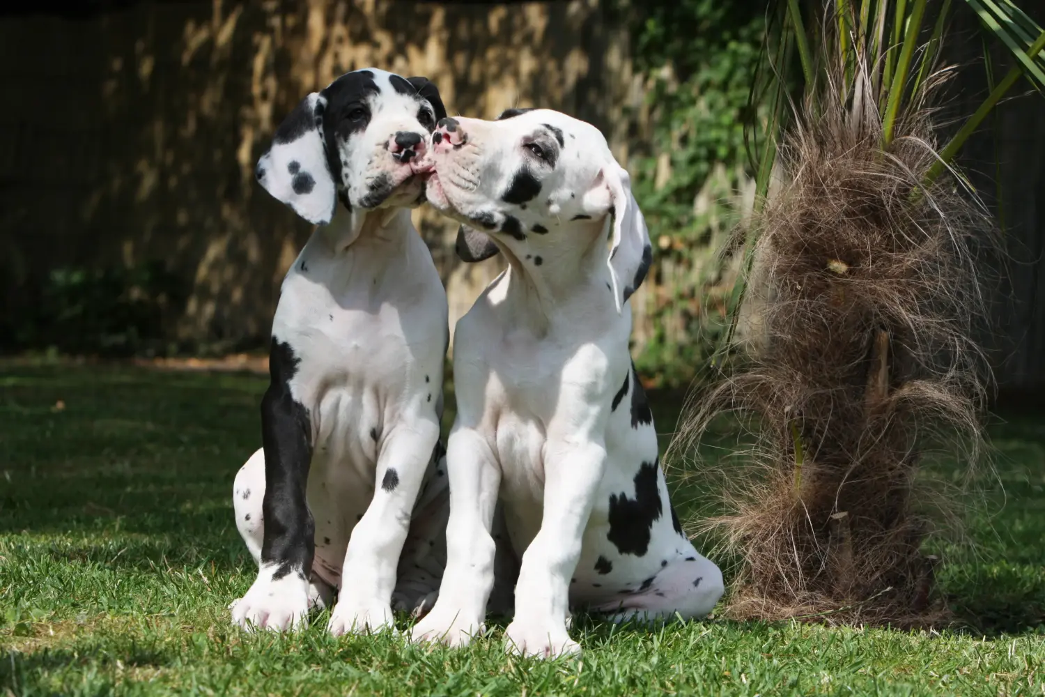 Egy dán dog kölyökkutya megvásárlása felelősségvállalást jelent! Vásároljon dán dog kölyökkutyákat.