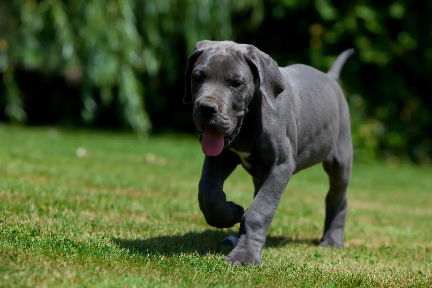 Egy dán dog kölyökkutya megvásárlása felelősségvállalást jelent! Vásároljon dán dog kölyökkutyákat.