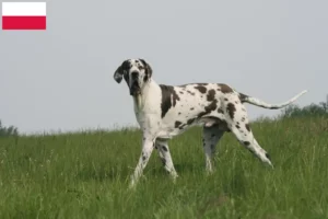 Read more about the article Német dog tenyésztők és kiskutyák Lengyelországban