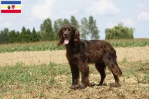 Read more about the article Német hosszúszőrű tenyésztők és kiskutyák Mecklenburg-Elő-Pomeránia tartományban