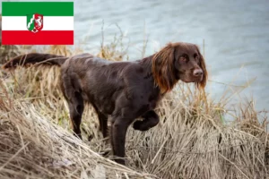 Read more about the article Német hosszúszőrű tenyésztők és kiskutyák Észak-Rajna-Vesztfália területén