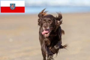 Read more about the article Német hosszúszőrű tenyésztők és kölykök Türingiában