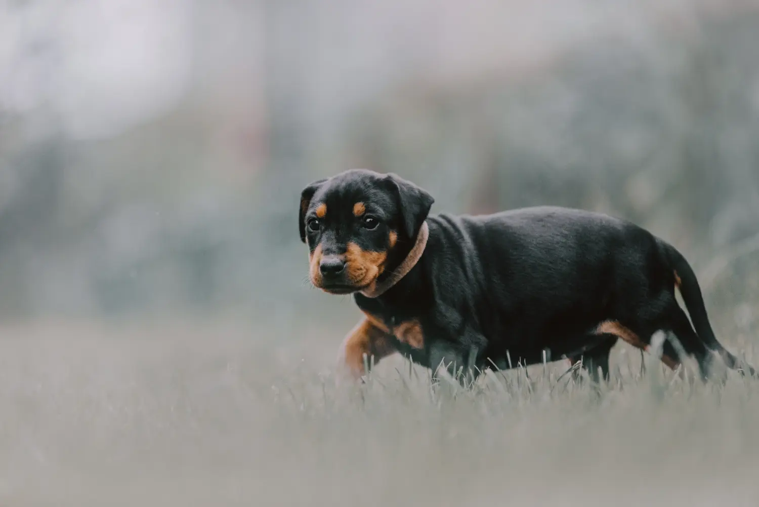 Német pinscher kölyökkutya vásárlása felelősségvállalást jelent! Vásároljon német pinscher kiskutyákat.