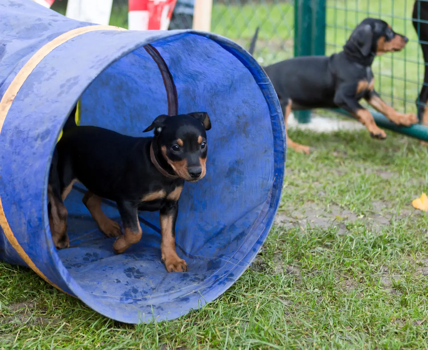 Német pinscher kölyökkutya vásárlása felelősségvállalást jelent! Vásároljon német pinscher kiskutyákat.