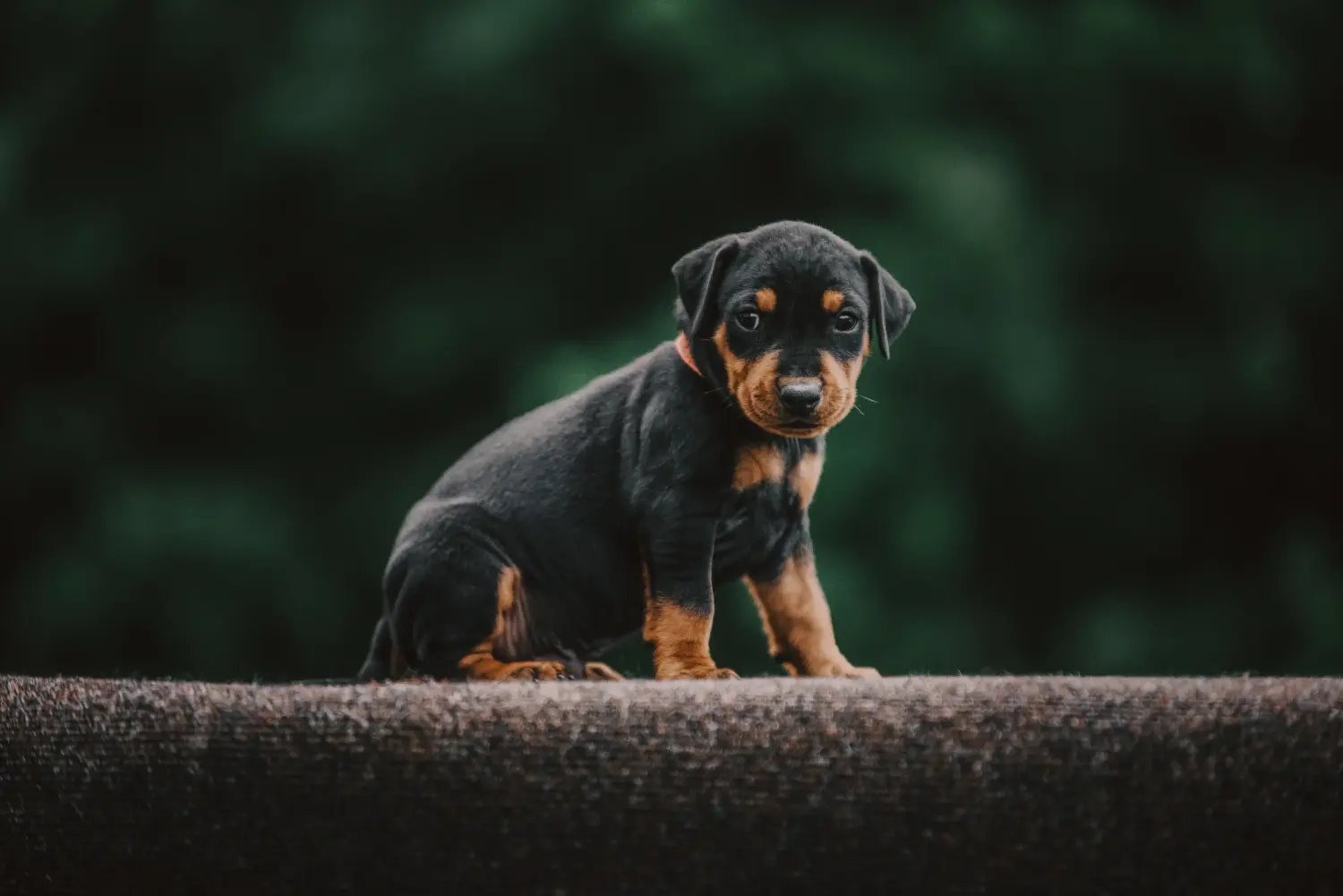Német pinscher kölyökkutya vásárlása felelősségvállalást jelent! Vásároljon német pinscher kiskutyákat.