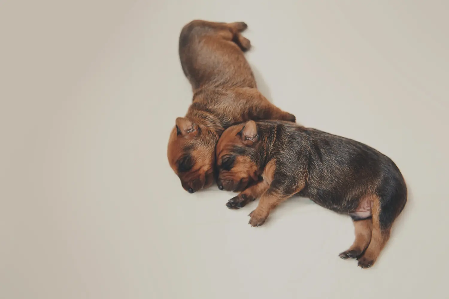 Német pinscher kölyökkutya vásárlása felelősségvállalást jelent! Vásároljon német pinscher kiskutyákat.