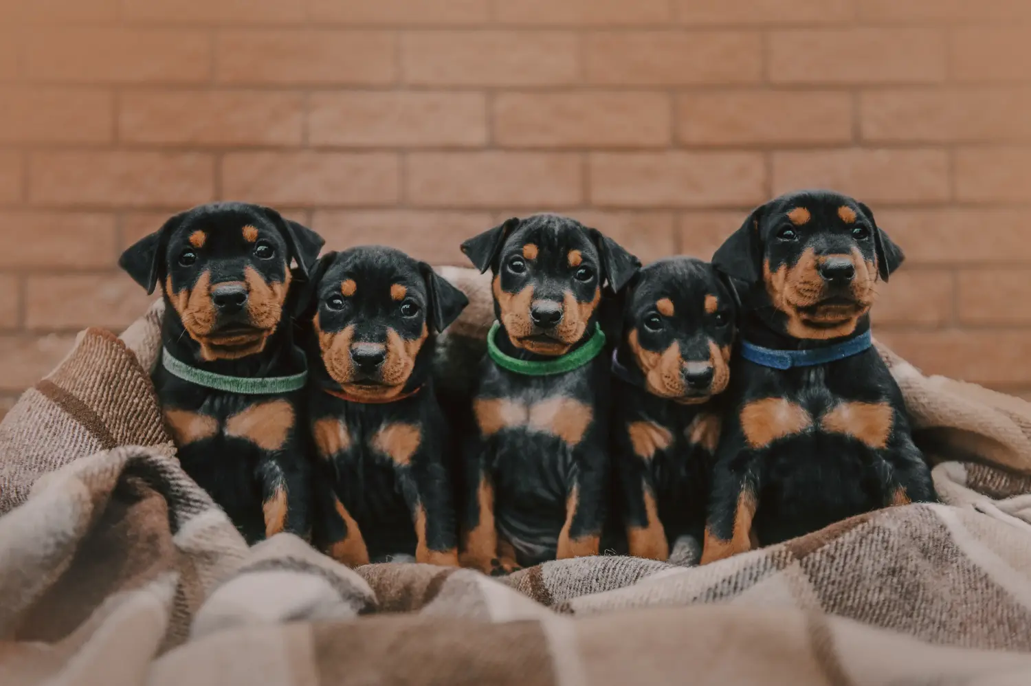Német pinscher kölyökkutya vásárlása felelősségvállalást jelent! Vásároljon német pinscher kiskutyákat.