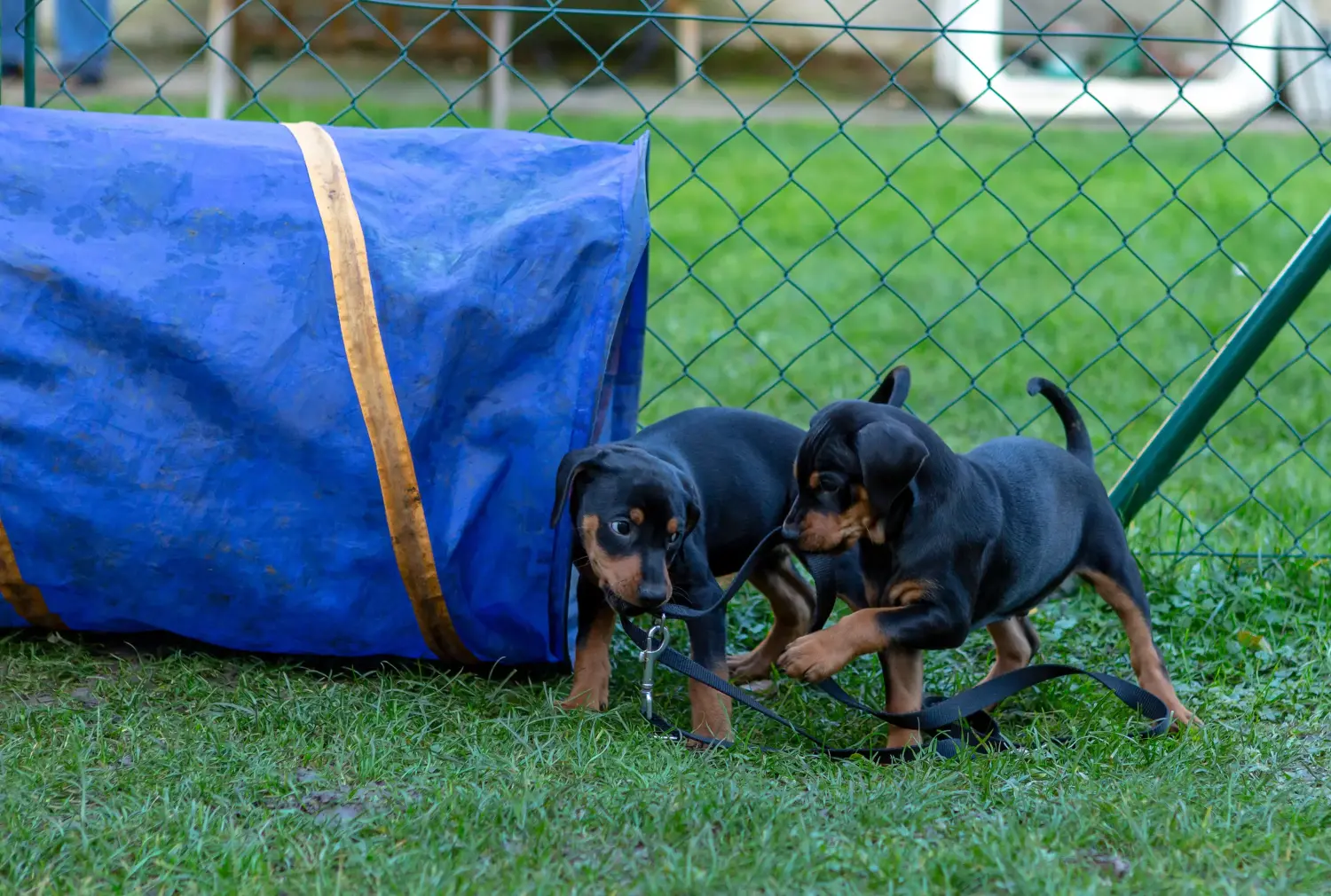 Német pinscher kölyökkutya vásárlása felelősségvállalást jelent! Vásároljon német pinscher kiskutyákat.