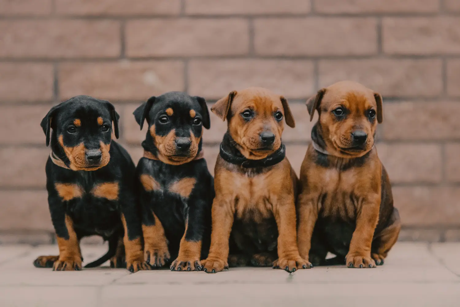 Német pinscher kölyökkutya vásárlása felelősségvállalást jelent! Vásároljon német pinscher kiskutyákat.
