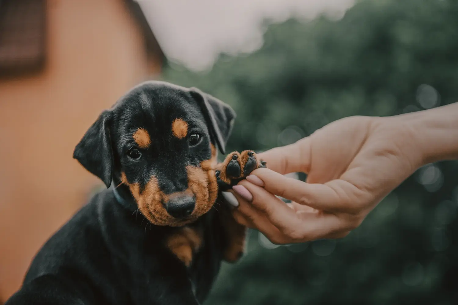Német pinscher kölyökkutya vásárlása felelősségvállalást jelent! Vásároljon német pinscher kiskutyákat.