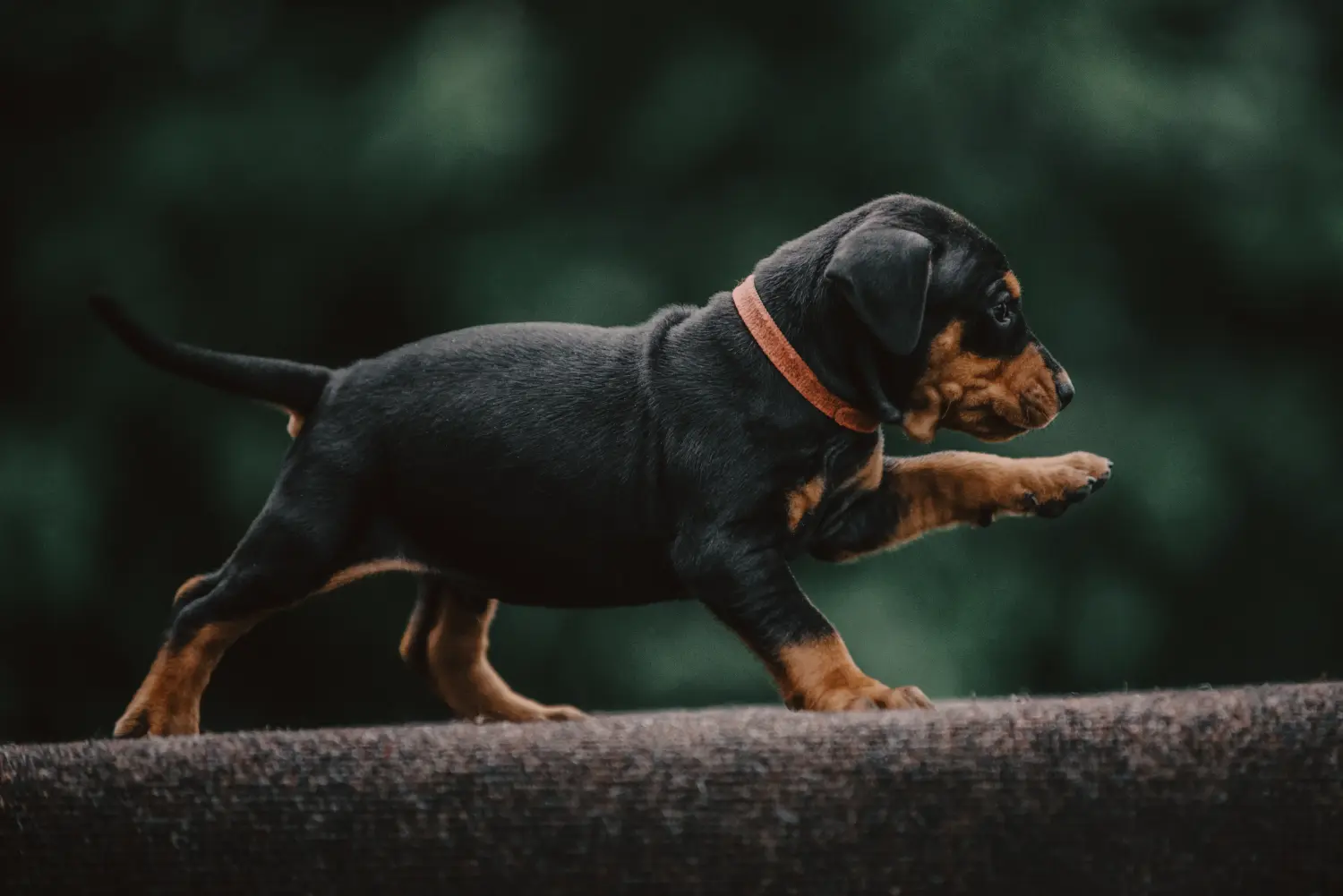 Német pinscher kölyökkutya vásárlása felelősségvállalást jelent! Vásároljon német pinscher kiskutyákat.