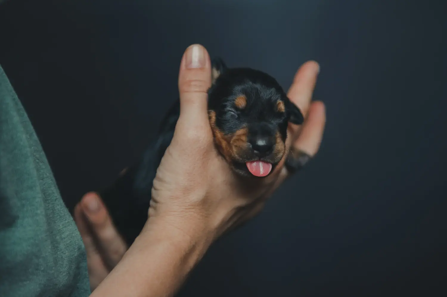 Német pinscher kölyökkutya vásárlása felelősségvállalást jelent! Vásároljon német pinscher kiskutyákat.