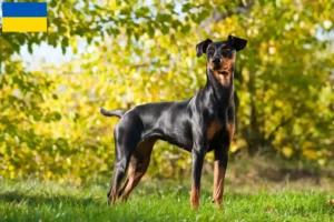 Read more about the article Német Pinscher tenyésztők és kölykök Ukrajnában
