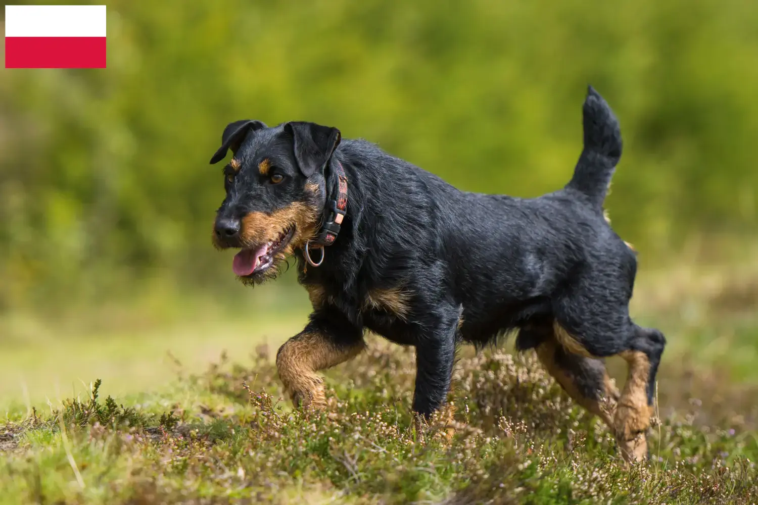 Német vadászterrier kölykök és tenyésztő Lengyelország Itt találhat német vadászterrier tenyésztőket Lengyelországban.