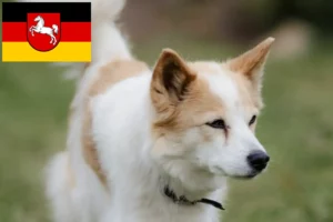 Read more about the article Norrbottenspitz tenyésztők és kiskutyák Alsó-Szászországban