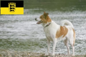 Read more about the article Norrbottenspitz tenyésztők és kölykök Baden-Württembergben