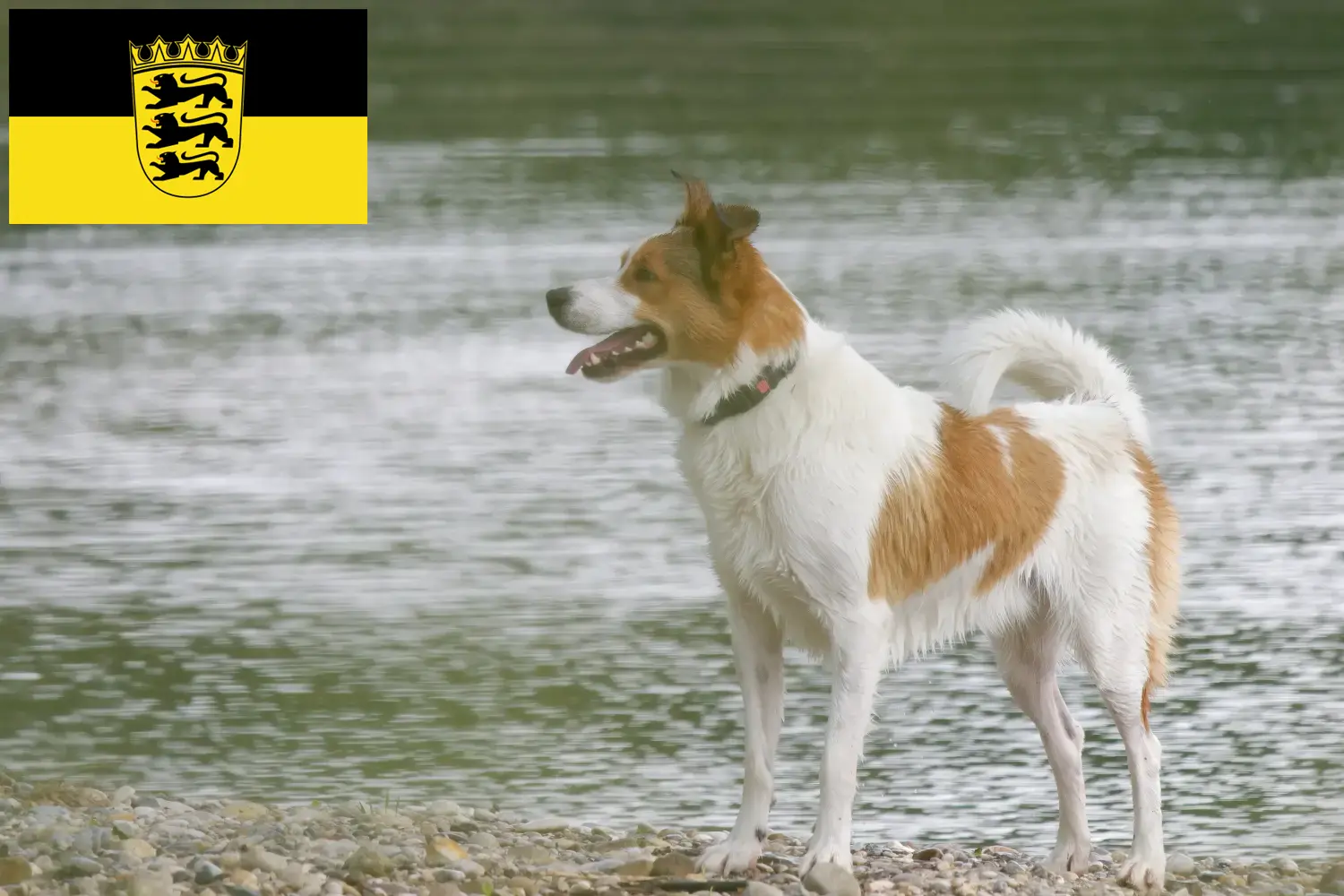 Read more about the article Norrbottenspitz tenyésztők és kölykök Baden-Württembergben