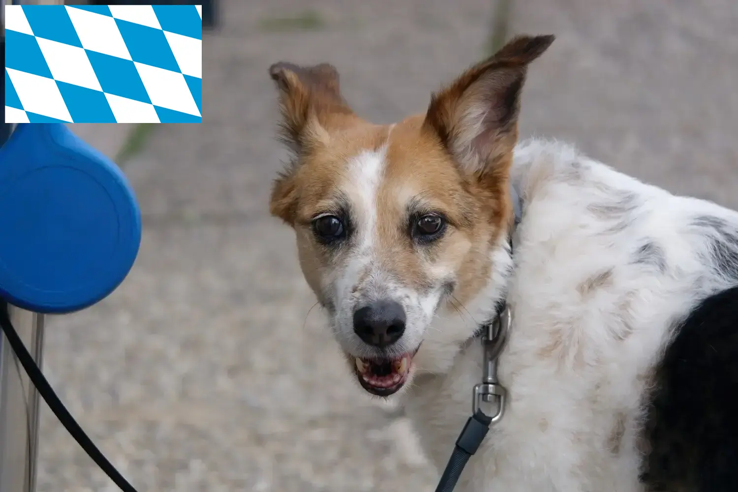 Read more about the article Norrbottenspitz tenyésztők és kiskutyák Bajorországban