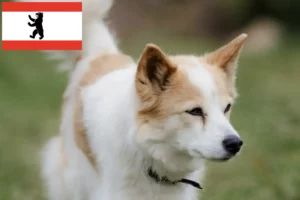 Read more about the article Norrbottenspitz tenyésztők és kiskutyák Berlinben