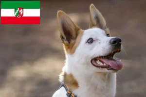 Read more about the article Norrbottenspitz tenyésztők és kiskutyák Észak-Rajna-Vesztfália területén