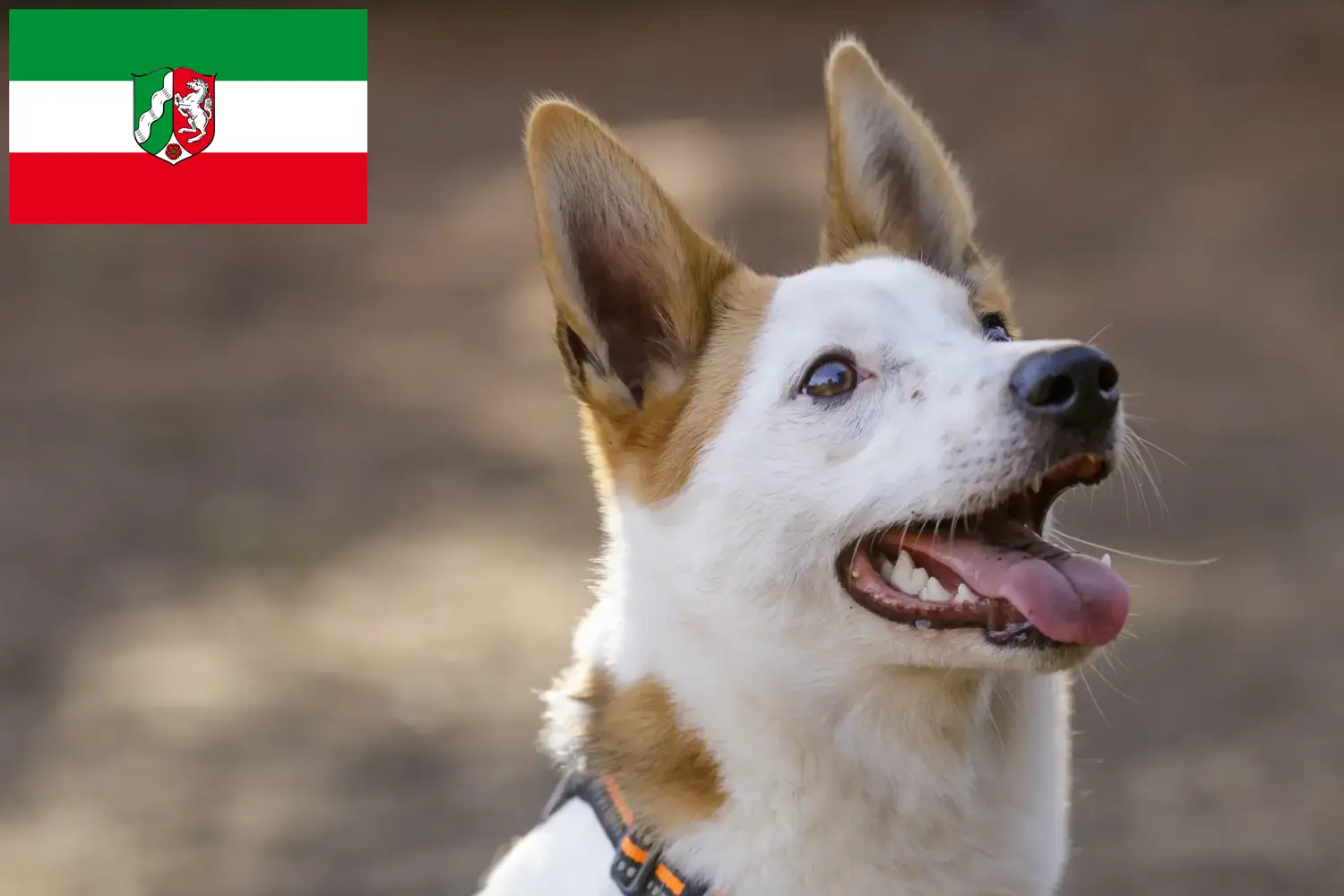 Read more about the article Norrbottenspitz tenyésztők és kiskutyák Észak-Rajna-Vesztfália területén
