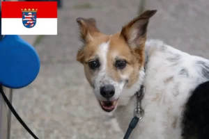 Read more about the article Norrbottenspitz tenyésztők és kölykök Hessenben