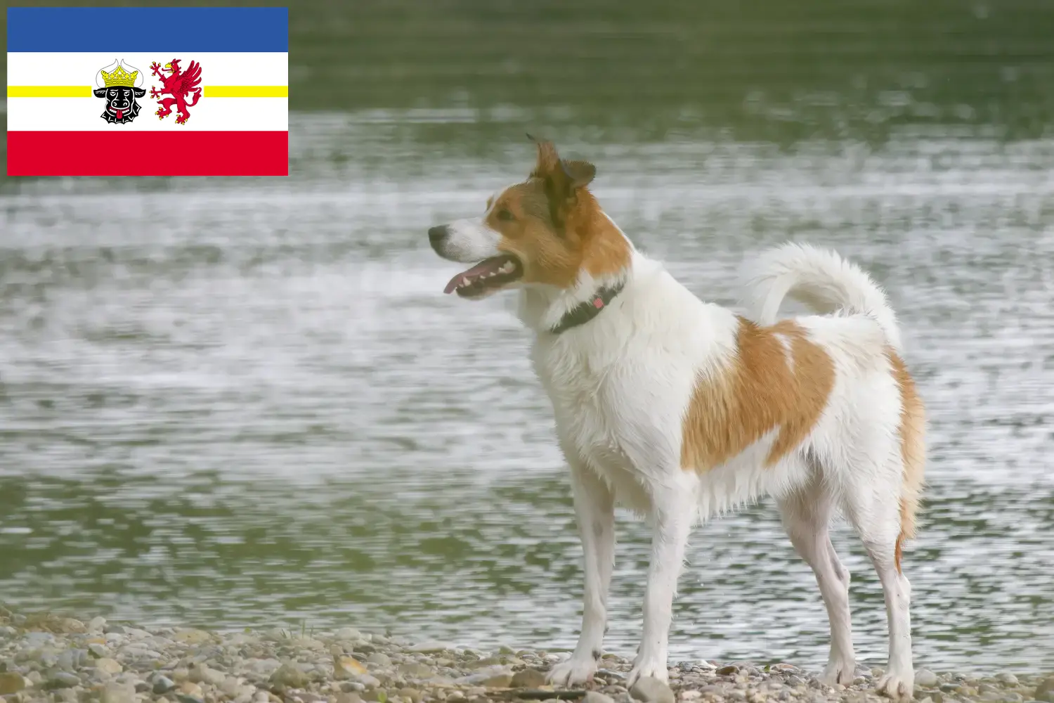 Read more about the article Norrbottenspitz tenyésztők és kiskutyák Mecklenburg-Vorpommernben