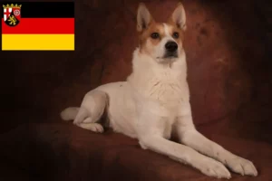 Read more about the article Norrbottenspitz tenyésztők és kiskutyák Rajna-vidék-Pfalzban